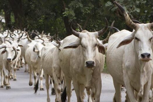 Cow slaughter in India