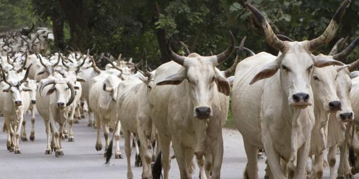 Cow slaughter in India